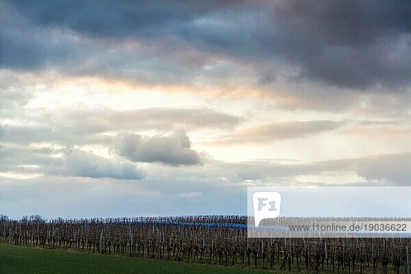 Dramatischer Himmel über winterlichen Weinbergen im Burgenland
