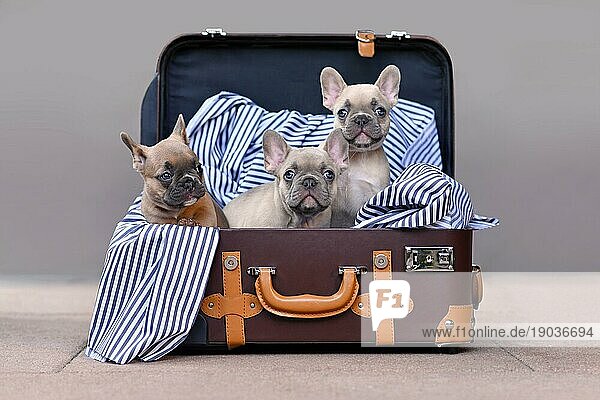 Drei niedliche Französische Bulldogge Hundewelpen mit hellen blauen Augen in braunen Kofferraum mit gestreifter Decke