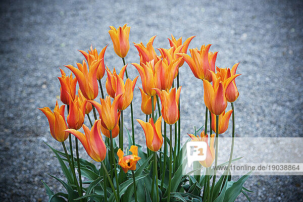 Orange tulips.