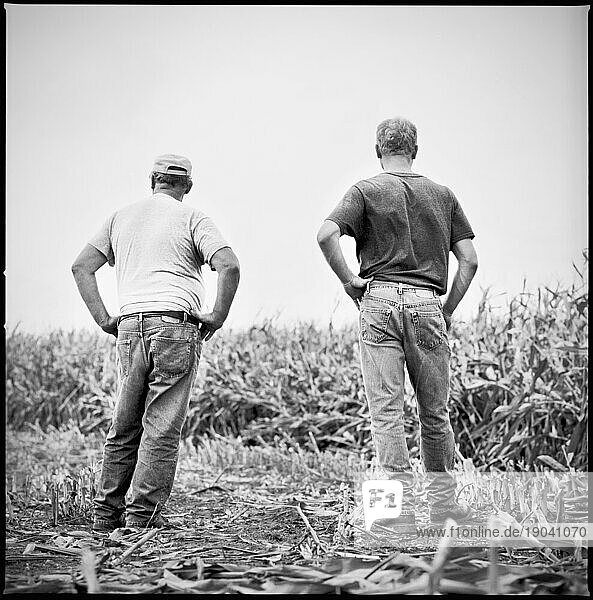 A father and son stand with hands on hips  observing the copped corn in the field on their family's dairy farm in Keymar  MD.