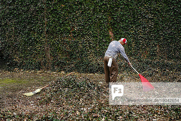 Long view of elderly man raking leaves in front of ivy-covered wall