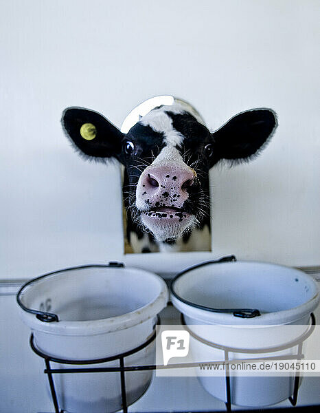 Baby cow peers out from crate  Maine.