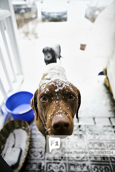 A dog  covered in snow  looks into camera with a long  sad face.