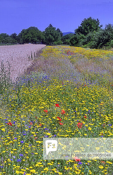 Blumenwiese in den Feldern bei Weinheim an der Bergstraße in Baden-Württemberg  Süddeutschland  Deutschland  Europa.