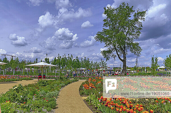 Tulpenbeete und Zukunftsbäume im Spinelli-Park auf der BUGA  Bundesgartenschau 2023 in der Universitätsstadt Mannheim in der Kurpfalz in Baden-Württemberg  Deutschland  Europa