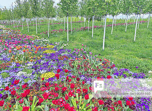 Tulpenfelder und Blumenarrangements im Spinelli-Park auf der BUGA  Bundesgartenschau 2023 in der Universitätsstadt Mannheim in der Kurpfalz in Baden-Württemberg  Deutschland  Europa