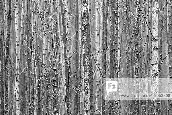 Laubwald  dichter Bestand an jungen Bäumen  Birke (Betula)  schwarzweiß  Nordrhein-Westfalen  Deutschland  Europa