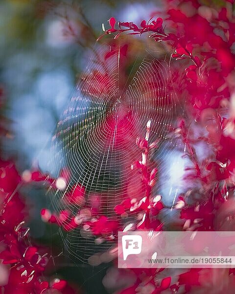 Berberitze (Berberis vulgaris) pink leuchtend im Sonnenlicht  rahmt ein großes Spinnennetz ein  Hintergrund blau und verschwommen  Ruhrgebiet  Deutschland  Europa