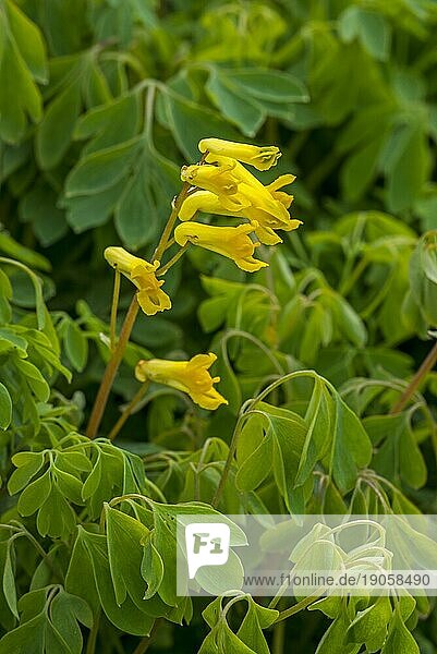Gelber Lerchensporn (Pseudofumaria lutea) in Blüte  Vorkommen in den West und Zentralalpen Italiens und der Schweiz