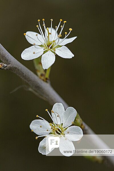 Schlehdorn (Prunus spinosa)  Schlehenblütenzweig mit weißen Blüten im Frühjahr