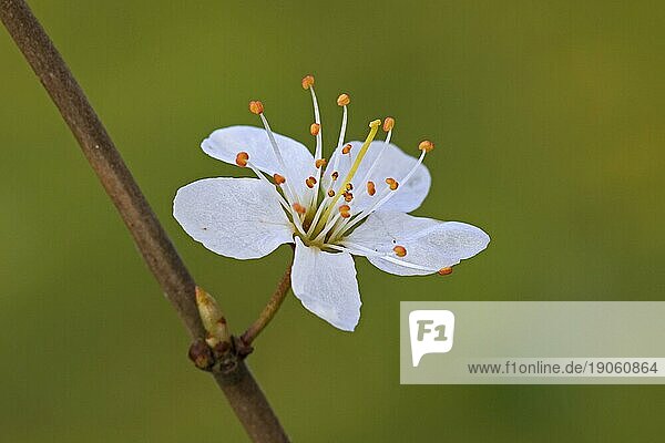 Schlehdorn (Prunus spinosa)  Schlehenblütenzweig mit weißen Blüten im Frühjahr