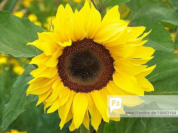 Sonnenblume  dahinter weitere Sonnenblumen in Unschärfe