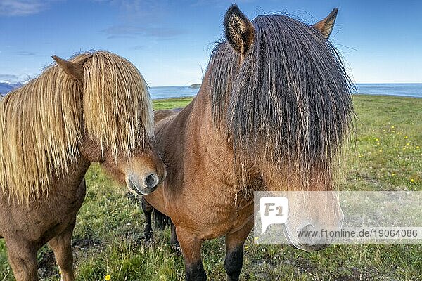 Lustige Islandponys mit stylischem Haarschnitt grasen auf einer Weide im Norden Islands