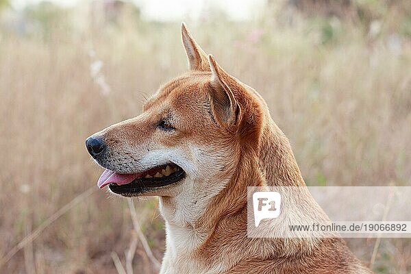 Porträt eines glücklichen braunen Hundes auf der Wiese
