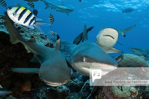 Drei Graue Riffhaie (Carcharhinus amblyrhynchos) schwimmen in Korallenriff dicht zusammen nebeneinander schnell auf Betrachter zu machen Scheinangriff  Pazifik