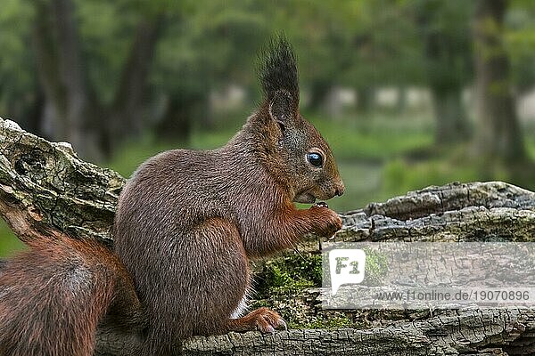 Niedliches eurasisches rotes Eichhörnchen (Sciurus vulgaris) mit großen Ohrbüscheln beim Verzehr von Haselnüssen  die in einem Baumstumpf in einem Laubwald versteckt waren