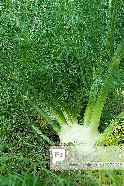 Fenchel (Foeniculum vulgare) in einem Gemüsegarten