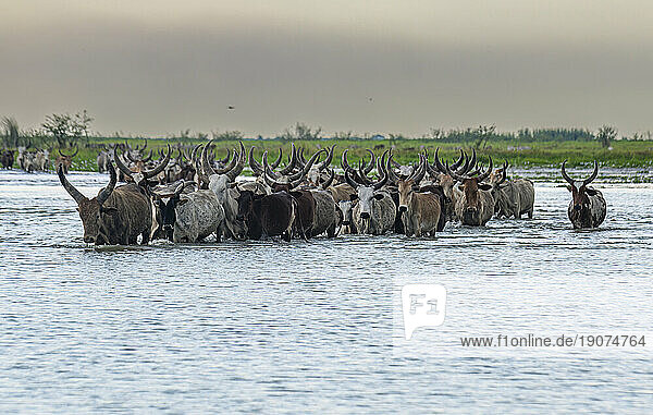 Cow herd walking through the water of Lake Chad  Chad  Africa