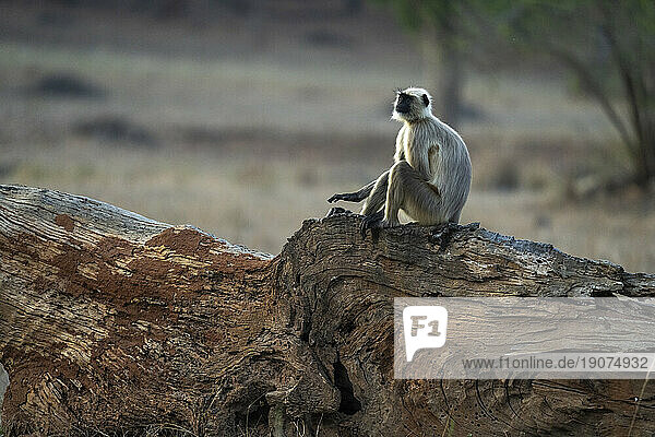 Common Langur (Semnopithecus Entellus)  Bandhavgarh National Park  Madhya Pradesh  India  Asia