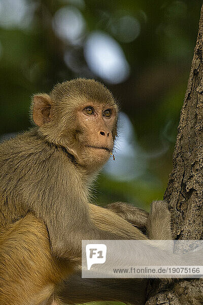 Rhesus macaque (Macaca mulatta)  Bandhavgarh National Park  Madhya Pradesh  India  Asia