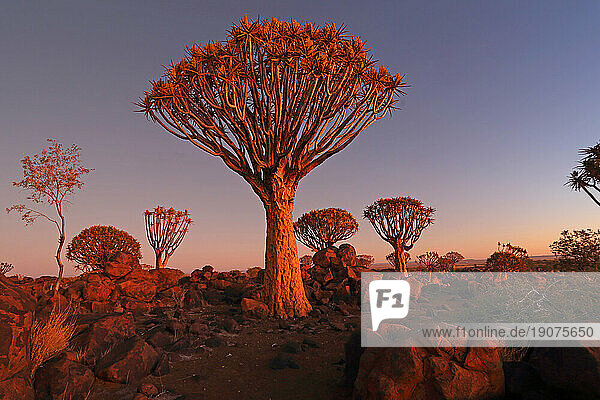 Quiver Tree Forest, Keetmanshoop, Southern Namibia, Africa