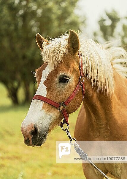 Schönes braunes Pferd im Freien