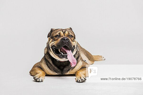 Bulldogge mit herausgestreckter langer Zunge auf weißem Hintergrund