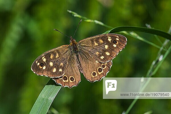 Ruhendes Waldbrettspiel auf einer Waldlichtung  A speckled wood butterfly on a grass-stock
