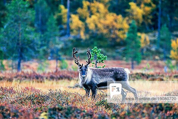 Rentier auf einem Moor im Wald mit Herbstfarben  Blick in Richtung Kamera  Schweden  Europa