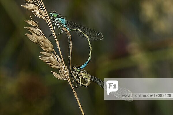 Große Pechlibellen bei der Paarung (Paarungsrad)  Two blue-tailed damselflies on a grass-stock