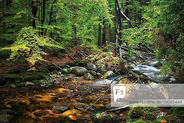 Bach mit umgestürztem Baum im Herbst Wald  ruhige Landschaft in den Bergen