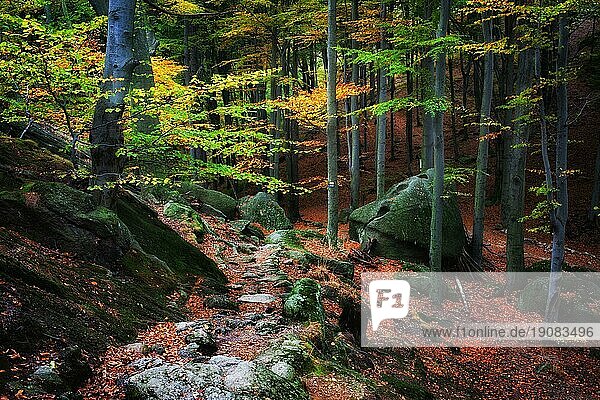 Pfad im Wald  malerische Herbstlandschaft in den Bergen  Schönheit und Ruhe der Natur