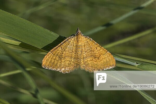 Ein ockergelber Blattspanner ruht auf einem Blatt  A yellow shell moth on a grass-stock