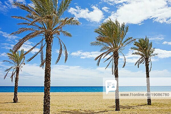 Urlaubsszenerie  Palmen an einem ruhigen Strand in Marbella  Costa del Sol  Region Andalusien  Spanien  Europa