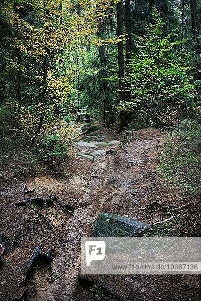 Bachlauf ohne Wasser im Bergwald