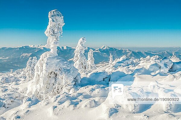 Schöne Schneelandschaft mit schneebedeckten Bäumen  die an einem sonnigen Tag in den slowakischen Bergen vom Wind zerzaust werden