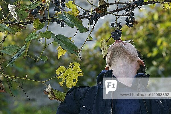 Ein Mann pflückt mit dem Mund Trauben vom Weinstock