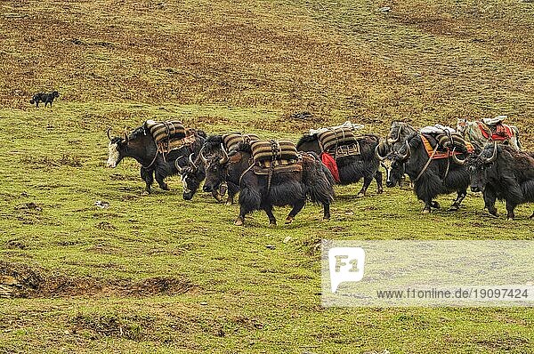 Yaks beim Transport von Vorräten im Himalayagebirge in Nepal