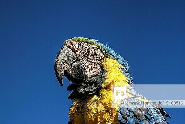Schöner Ara Papagei mit bunten blaün und gelben Federn