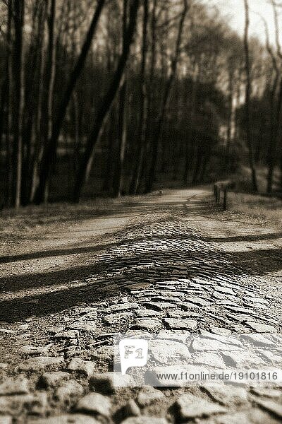 Kopfsteinpflasterweg (Kaiserweg) im Wald des Nationalparks Jasmund  Insel Rügen