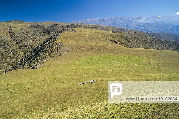 Grasbewachsene Flächen mit Schafherde in Capilla del Monte in Argentinien  Südamerika