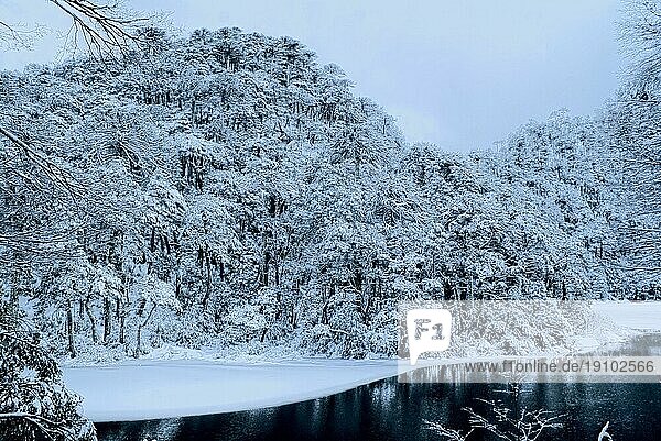 Panoramablick auf dichten Wald unter einer Schneedecke am Ufer
