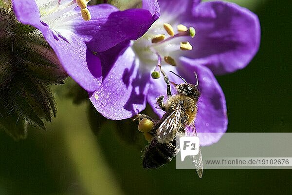 Lilafarbene Blüte  Biene  Makro  Botanischer Garten  Villa Giukia  Palermo  Hauptstadt  Sizilien  Italien  Europa