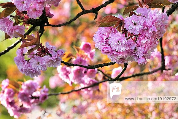 Japanische Kirschbäume in Blüte