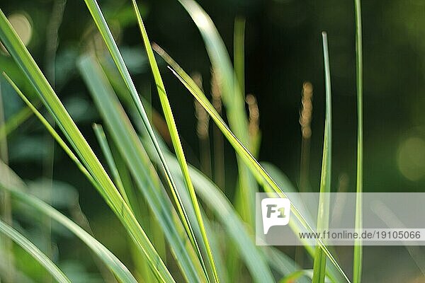 Hohes  grünes Gras im Sommer oder Frühling. Hintergrundbild mit der Wiese an einem sonnigen Tag. Natur  umweltfreundliches Foto
