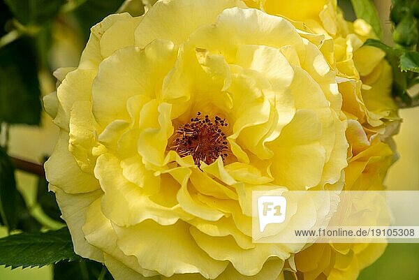 Gold Rose in voller Blüte