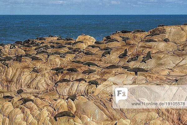 Eine Gruppe von Seelöwen sonnt sich auf den Felsen in Cabo Polonio  Uruguay  Südamerika