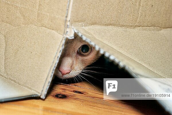 Europäisch Kurzhaar Katzenbaby versteck sich in Karton