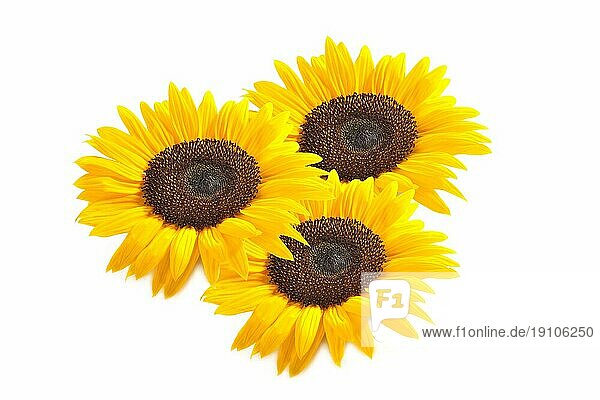 Collage aus 3 Sonnenblumen auf weißem Hintergrund