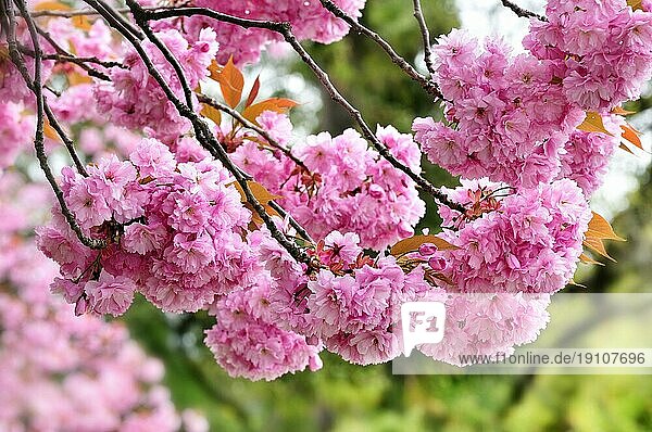 Japanischer Kirschbaum in voller Blüte